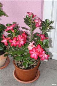 7e732ff2-IMG_5943 adenium.jpg